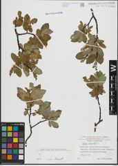 Foto von Salix hastata L.